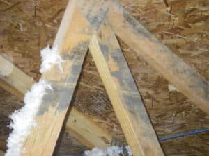 Mould on roof truss